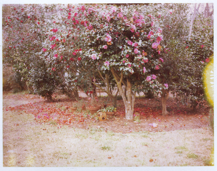Polaroid, camellia