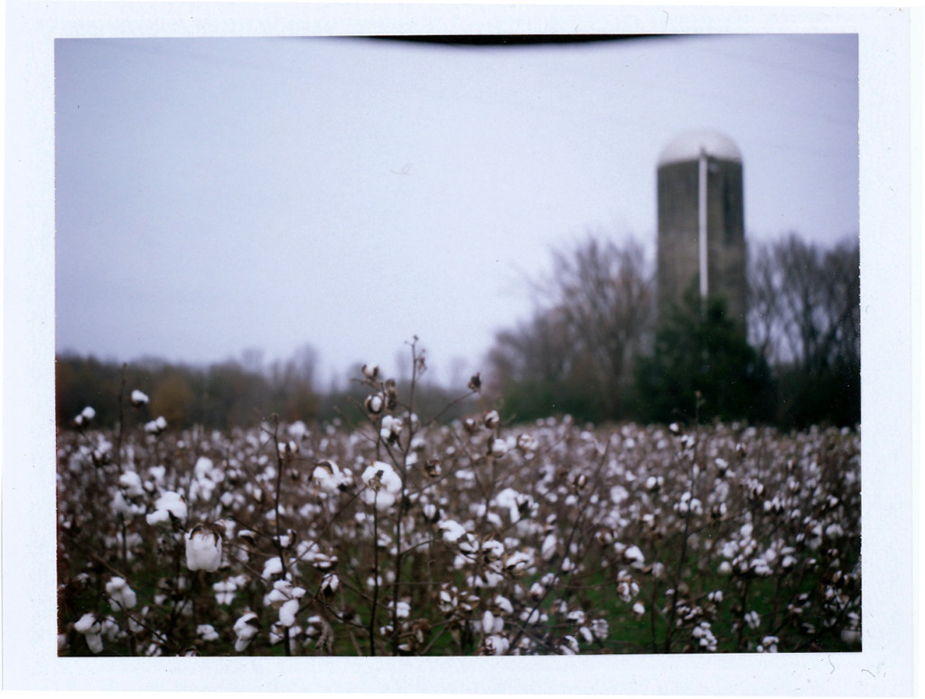 cotton field Oxford, Miss. 2009 Sandy Lang